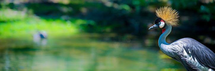 imparulj's profile banner image
