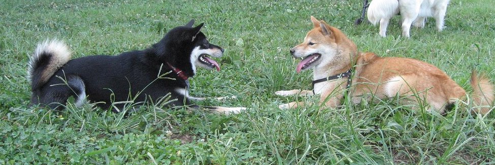 IheartShibas's profile banner image