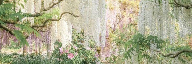 mistellouve's profile banner image
