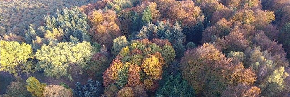 foretdemormal's profile banner image