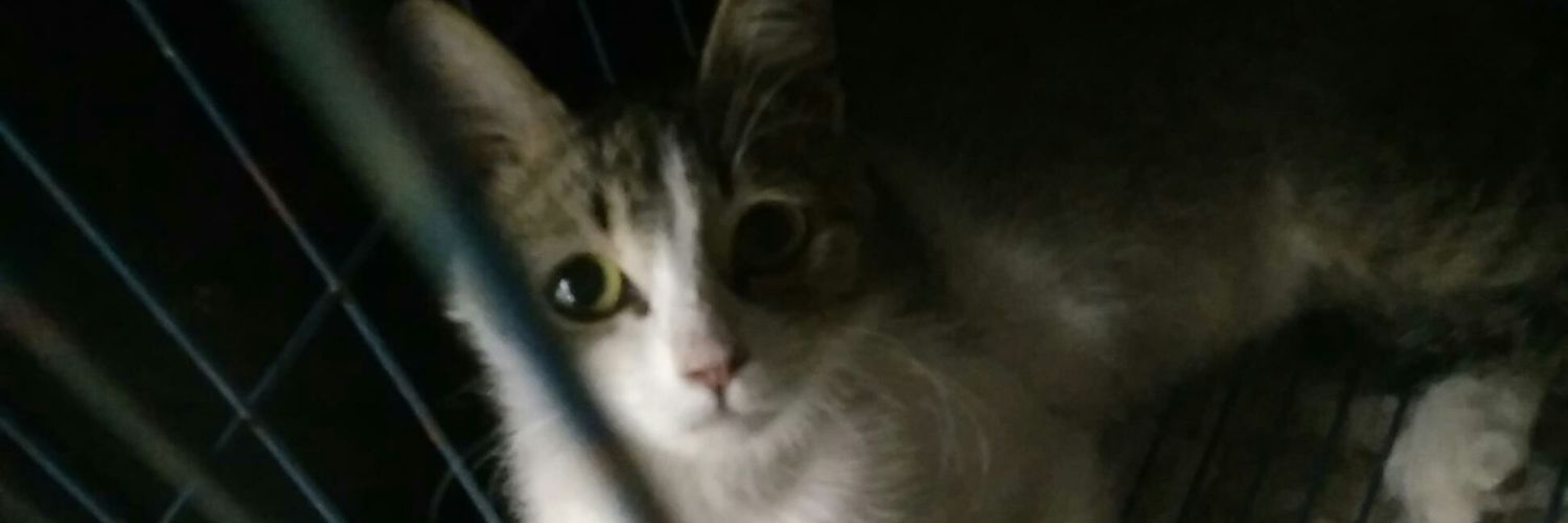 sollyparidiser's profile banner image