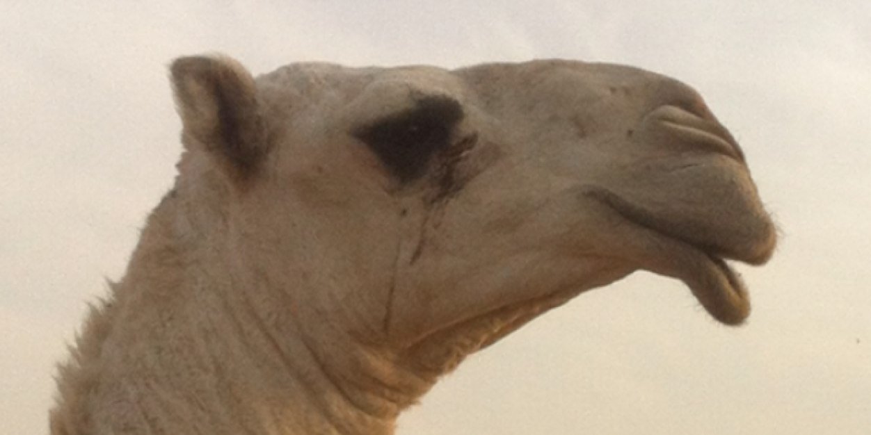 aabujehad's profile banner image