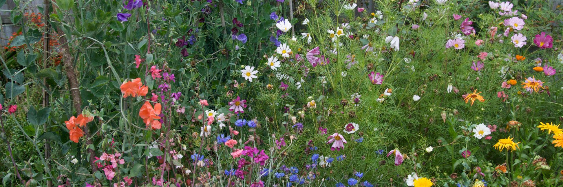 julia brigdale banner