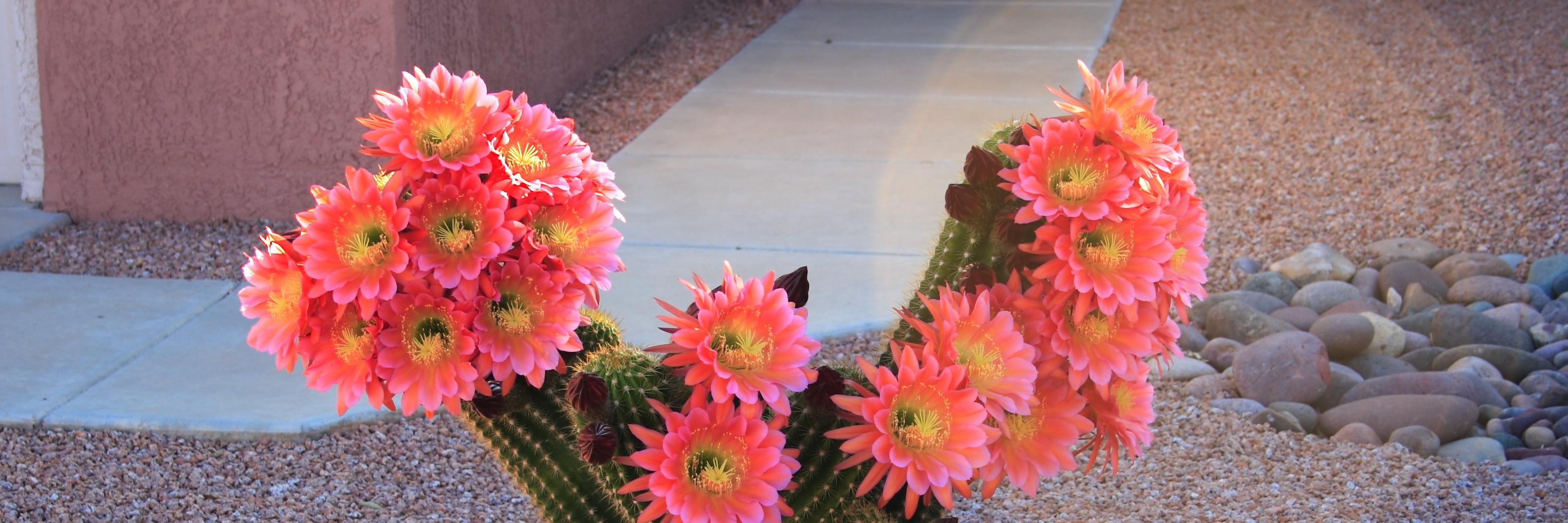 cactuspoint07's profile banner image