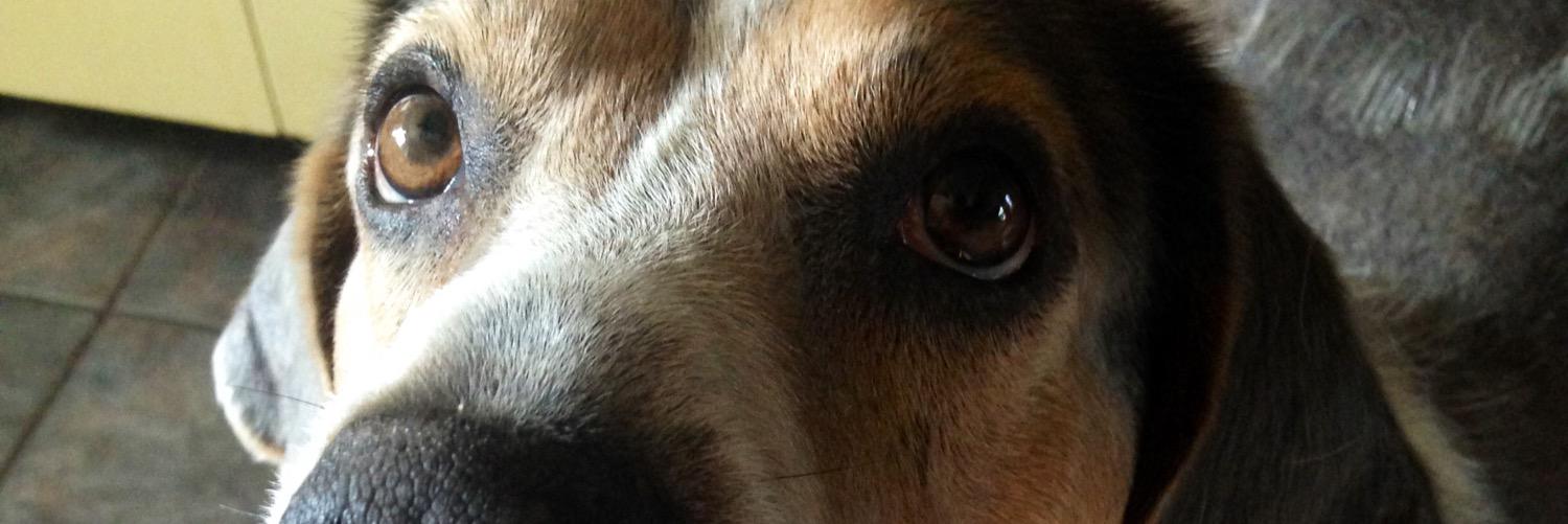 BoiSausage's profile banner image