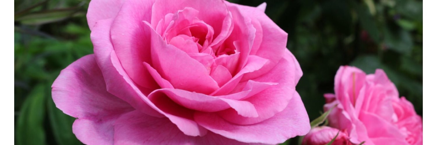 tracywicks61's profile banner image