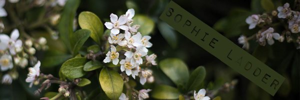 sophieladder Profile Banner