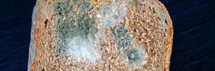 MoldyBreadRatio's profile banner image