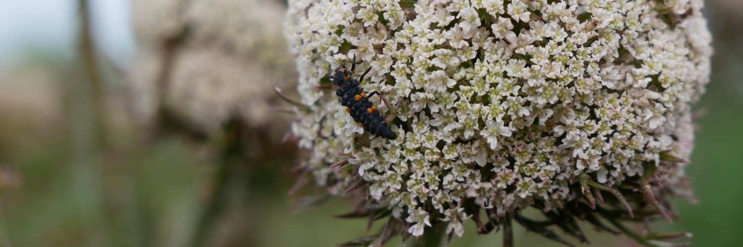 True Harvest Seeds banner