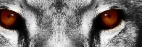 cr_zy17's profile banner image