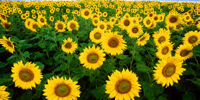 Sunflower Festival! banner