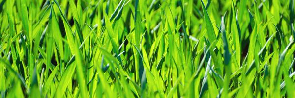 StElpheges Profile Banner