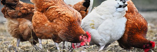 Maina_Poultry Profile Banner