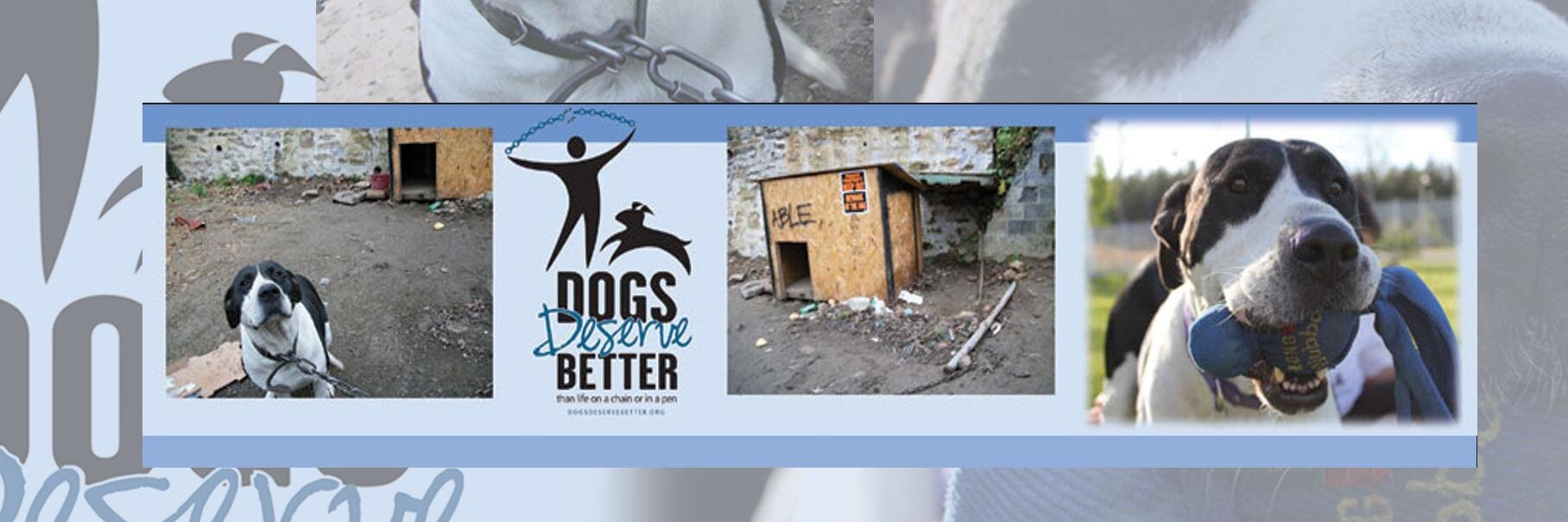 DDBRescue's profile banner image