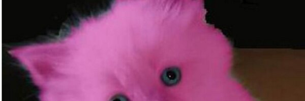 Vizzel1 Profile Banner