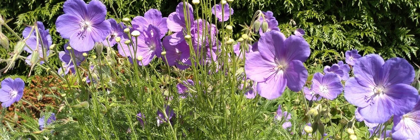 Cathy Rollinson banner