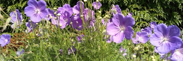 hpscmr Profile Banner