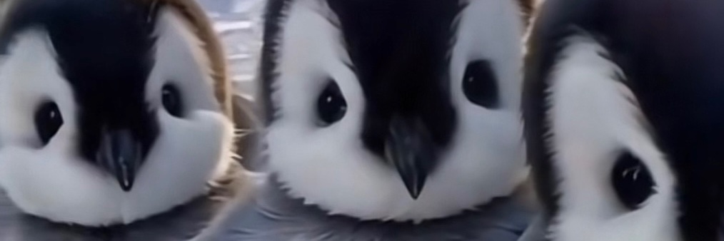 BBPENGU-AI banner