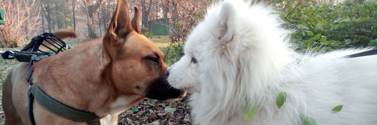 Нон Сограта banner