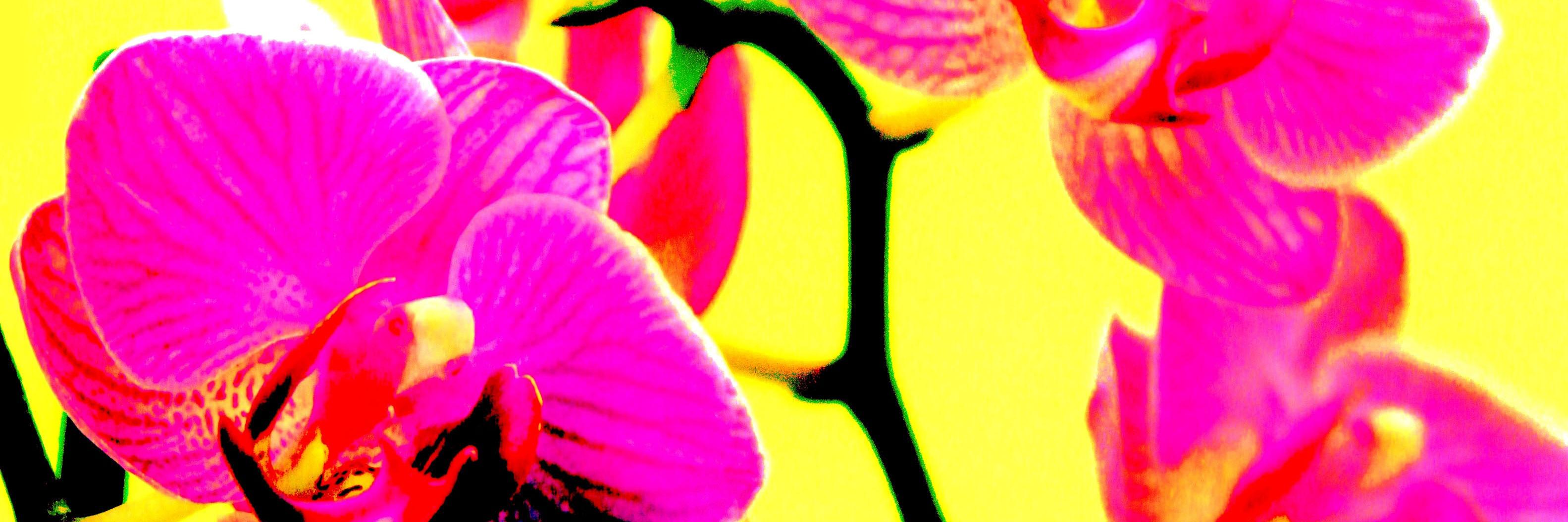 lynearty's profile banner image