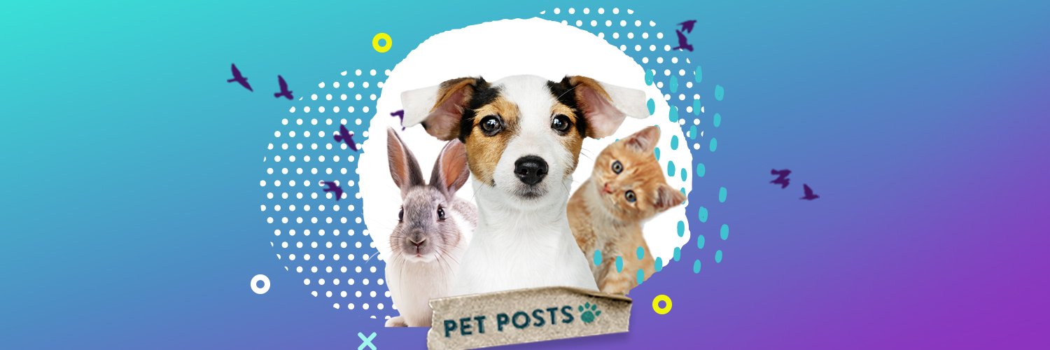 petshopposts's profile banner image