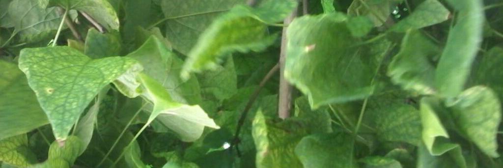 BskdmrBasak's profile banner image