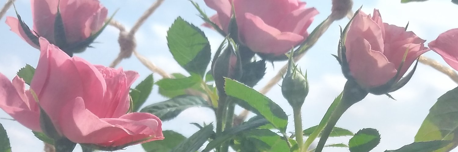 Daveismyzebra's profile banner image