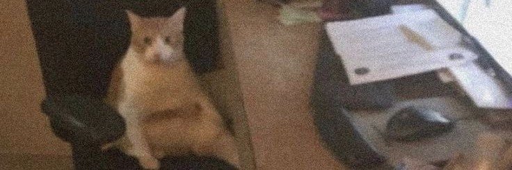 puhstellic's profile banner image