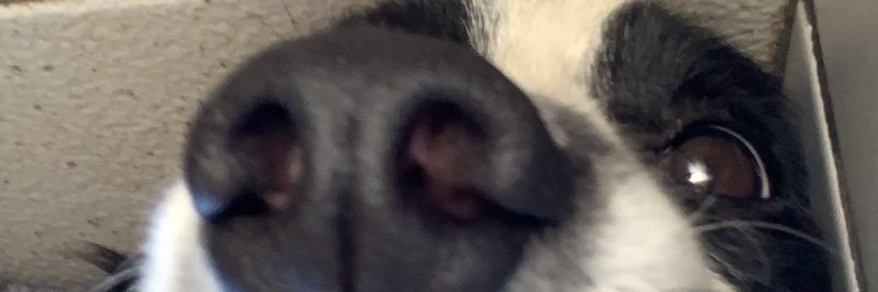 alanabigatao's profile banner image
