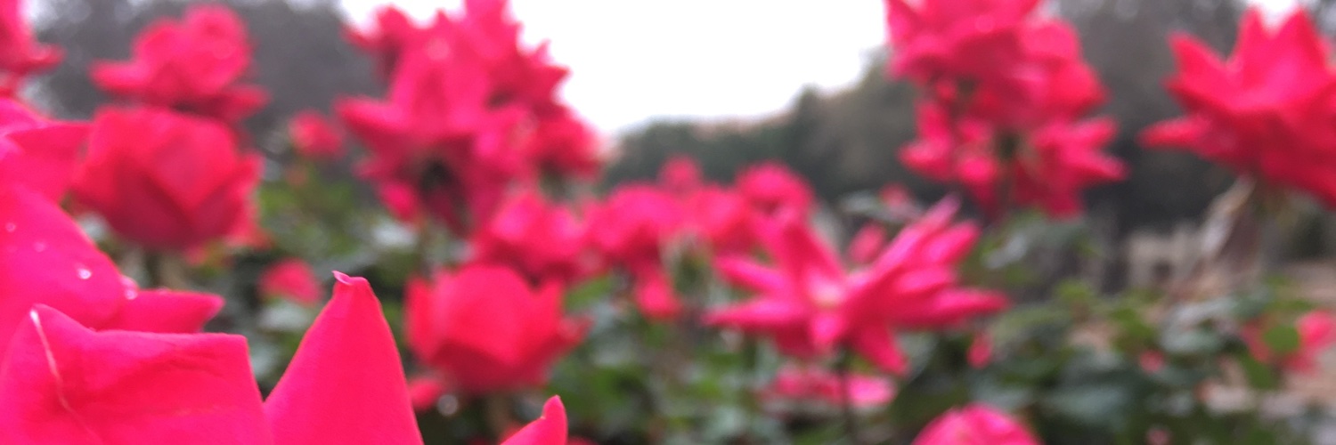 AlyRoss1's profile banner image