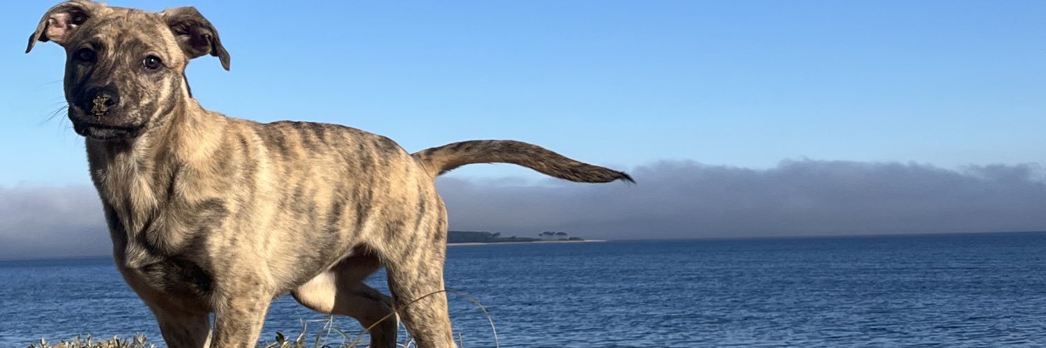 fioreegarrone's profile banner image