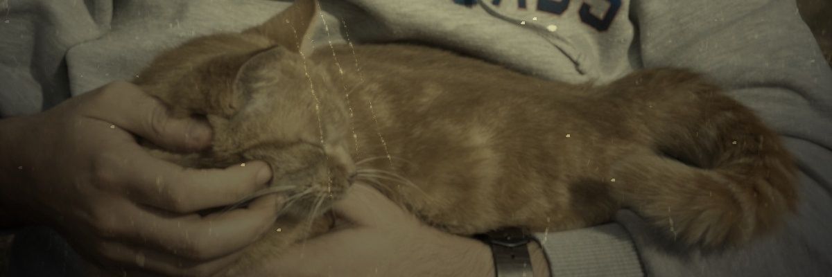 akifsenemli's profile banner image