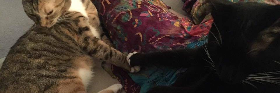 p_thundercat's profile banner image