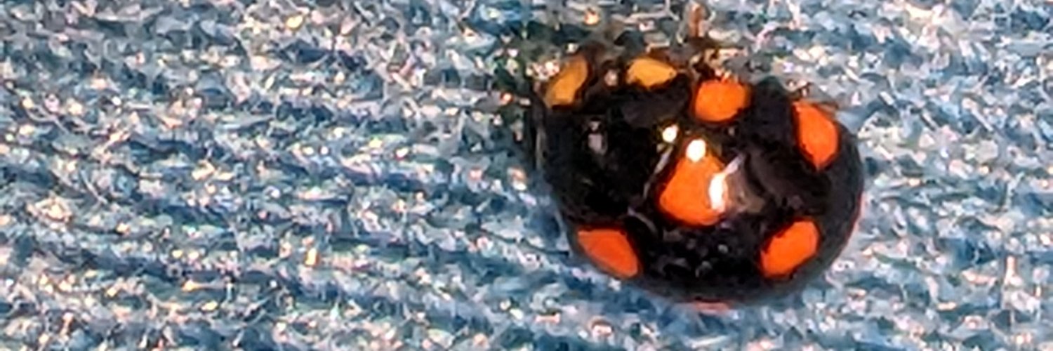 MemingOfLife's profile banner image