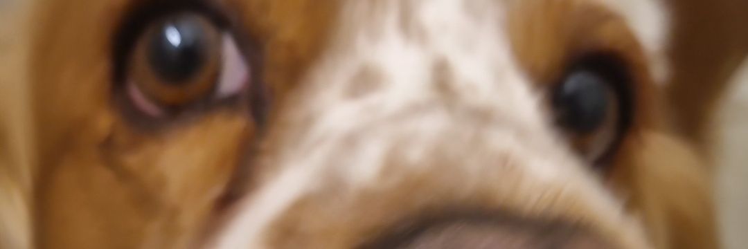 dumrl's profile banner image