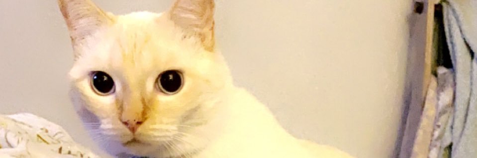 Abbie 🌻🥀 banner