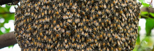 KenyanBeekeeper's profile banner image