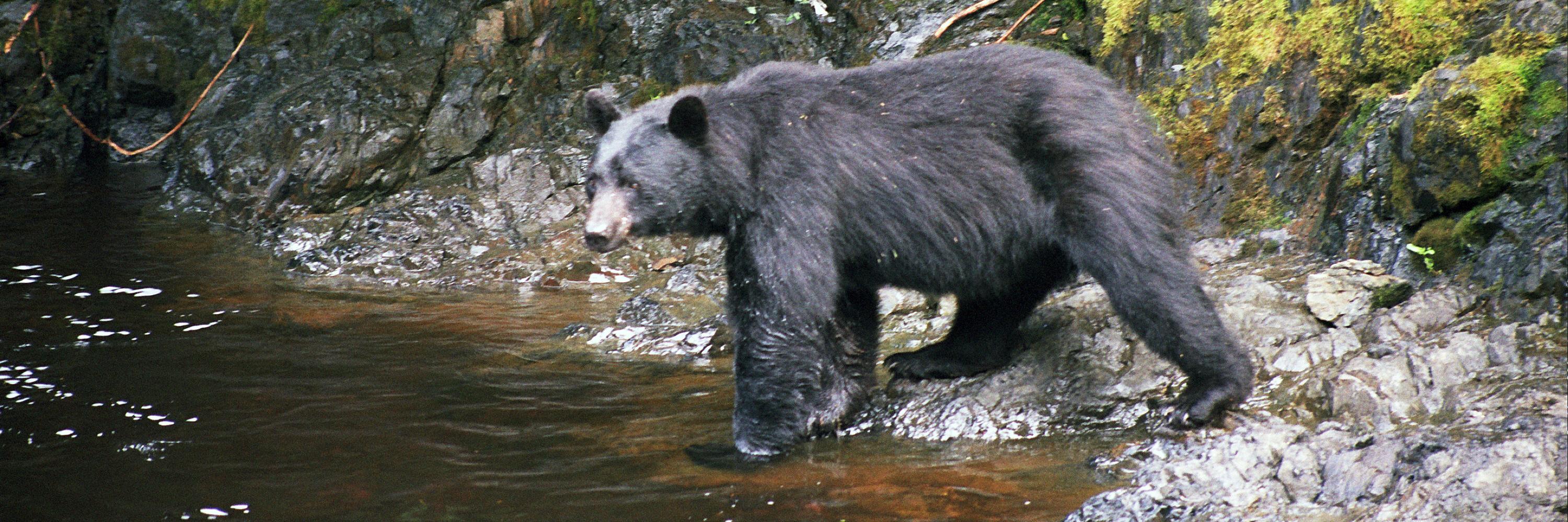 Charles Bingham banner