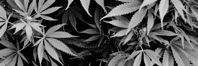 highwhatever420's profile banner image