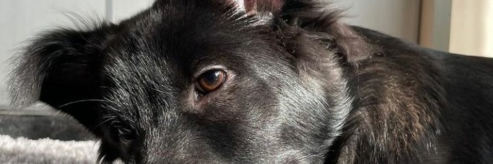 Zdnwrdna's profile banner image
