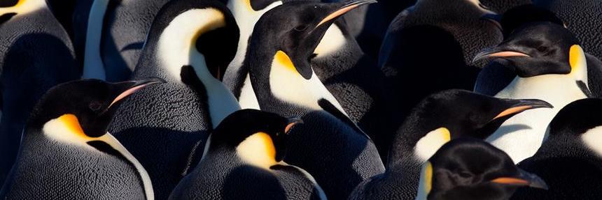 TallPenguin's profile banner image