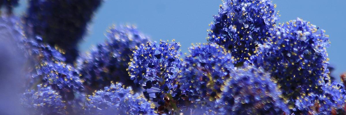 Patrick A. Goff banner