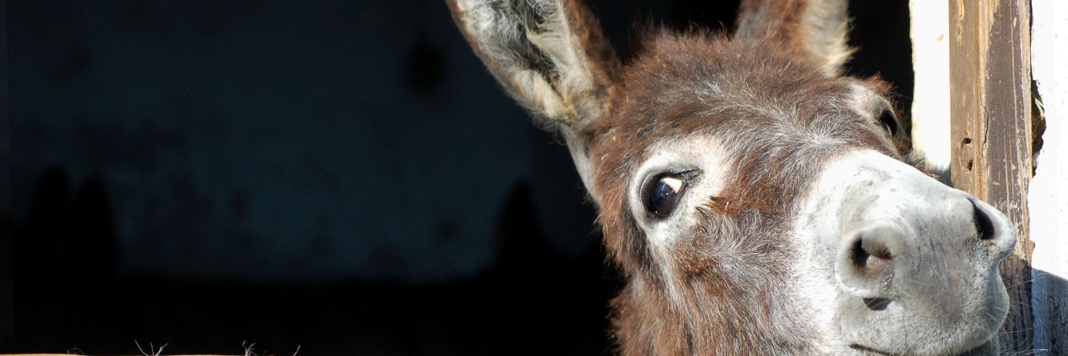 Wonkey Donkey (@wonkeydonkeyltd) / Posts / X