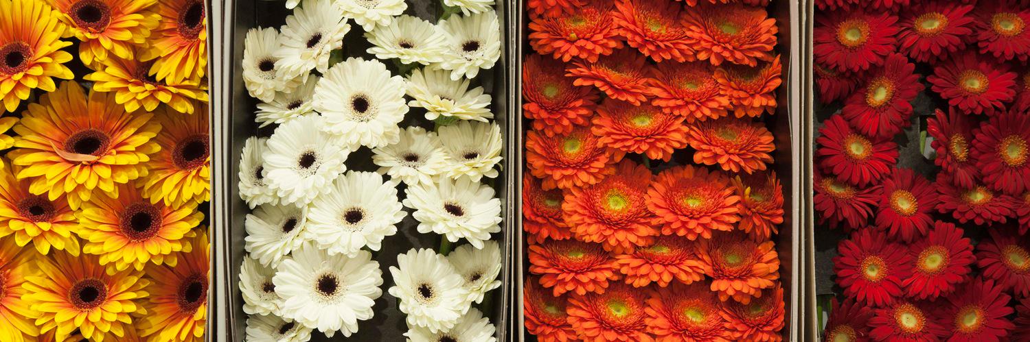 DenEdFlowers's profile banner image