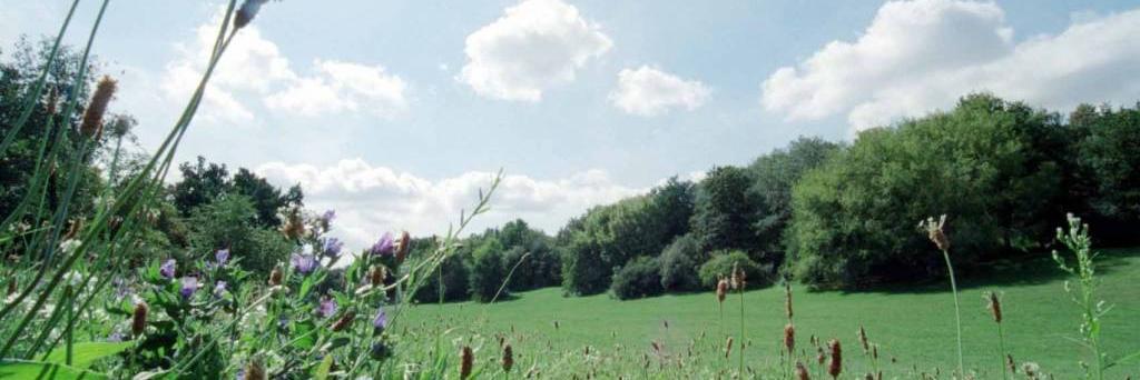 hasenhde's profile banner image