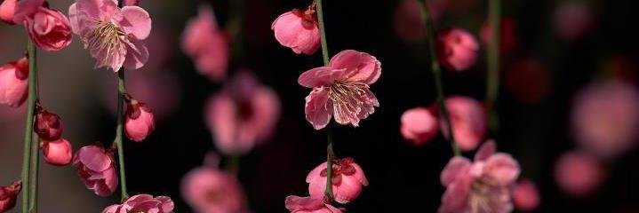 TanhaHabib's profile banner image