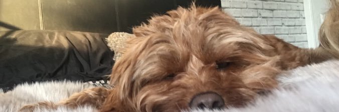 chloejackxo's profile banner image