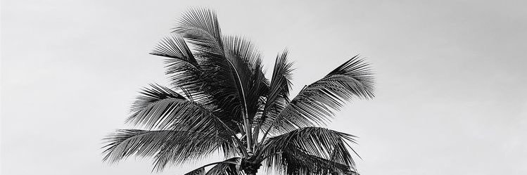 Noeliarena's profile banner image