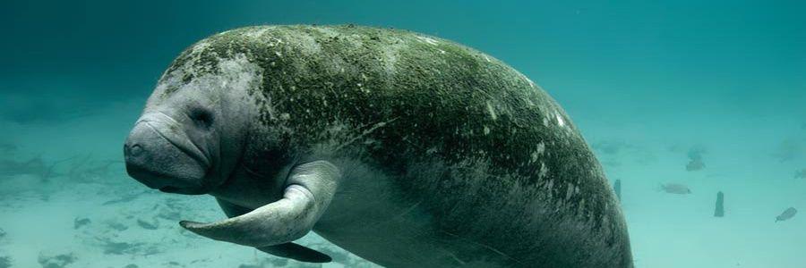 manatee_wisdom's profile banner image