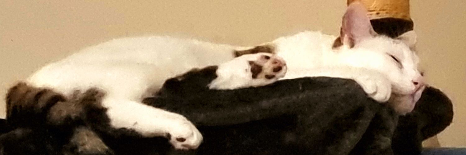 Shnikkers's profile banner image